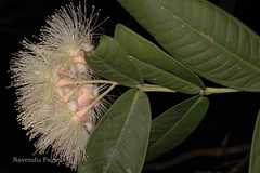 Syzygium munronii